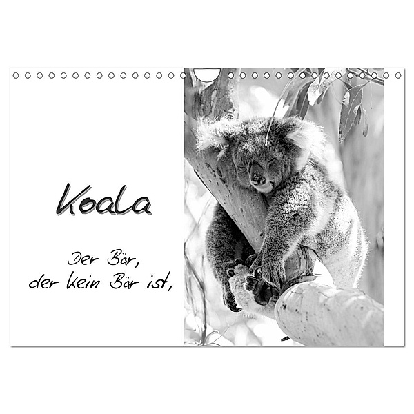 Koala Ein Bär, der kein Bär ist (Wandkalender 2024 DIN A4 quer), CALVENDO Monatskalender, Silvia Drafz