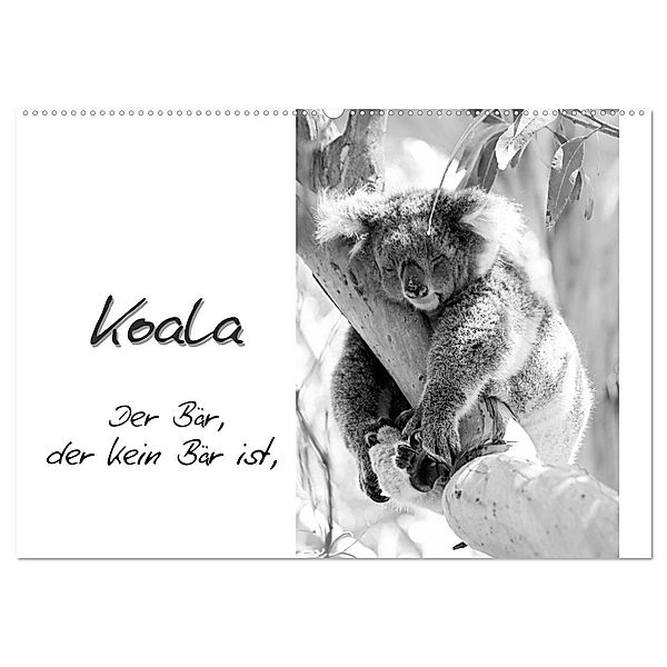 Koala Ein Bär, der kein Bär ist (Wandkalender 2025 DIN A2 quer), CALVENDO Monatskalender, Calvendo, Silvia Drafz