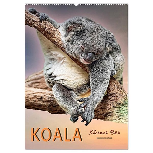 Koala, kleiner Bär (Wandkalender 2024 DIN A2 hoch), CALVENDO Monatskalender, Peter Roder