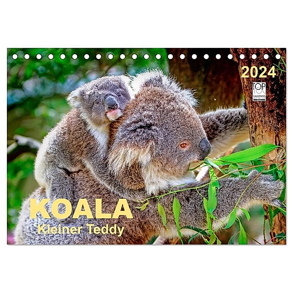 Koala - kleiner Teddy (Tischkalender 2024 DIN A5 quer), CALVENDO Monatskalender, Peter Roder