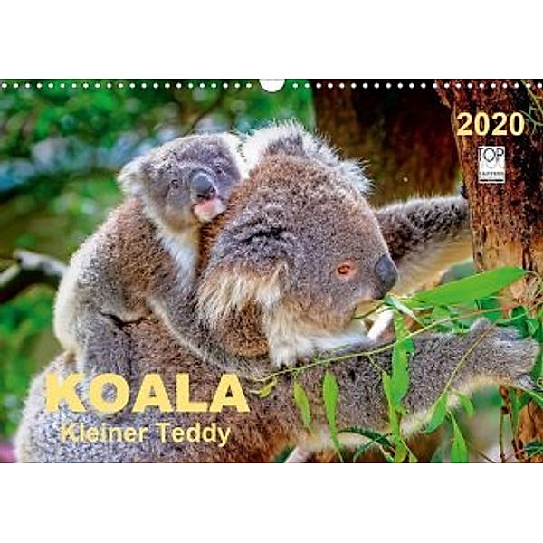 Koala - kleiner Teddy (Wandkalender 2020 DIN A3 quer), Peter Roder