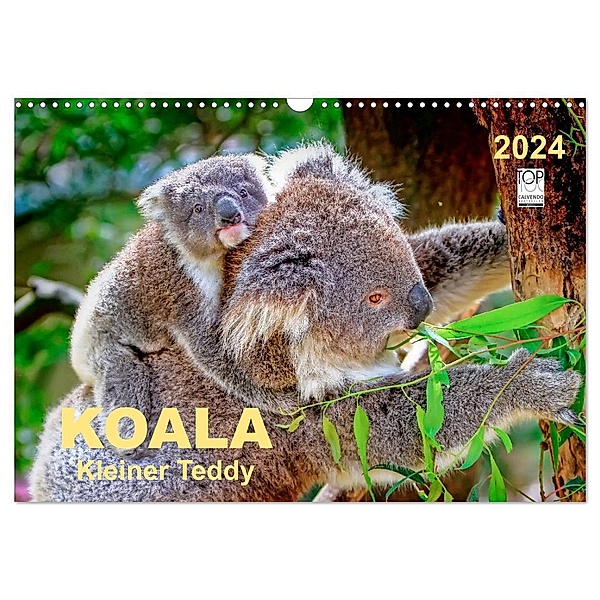 Koala - kleiner Teddy (Wandkalender 2024 DIN A3 quer), CALVENDO Monatskalender, Peter Roder