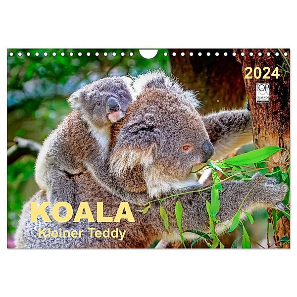 Koala - kleiner Teddy (Wandkalender 2024 DIN A4 quer), CALVENDO Monatskalender, Peter Roder