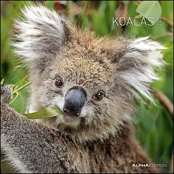Koalas 2023 - Broschürenkalender 30x30 cm (30x60 geöffnet) - Kalender mit Platz für Notizen - koala bears - Bildkalender