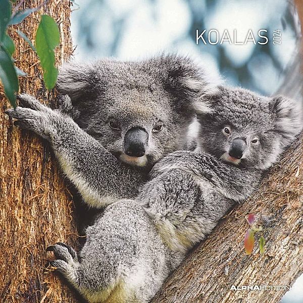 Koalas 2024 - Broschürenkalender 30x30 cm (30x60 geöffnet) - Kalender mit Platz für Notizen - koala bears - Bildkalender - Wandplaner - Bärenkalender