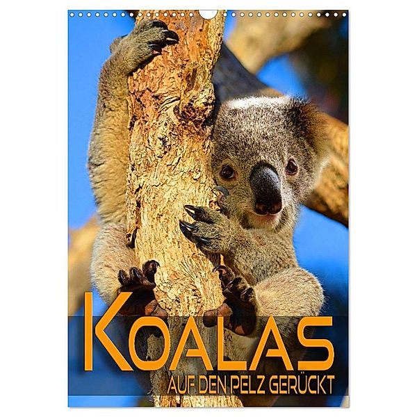 Koalas auf den Pelz gerückt (Wandkalender 2024 DIN A3 hoch), CALVENDO Monatskalender, Renate Utz