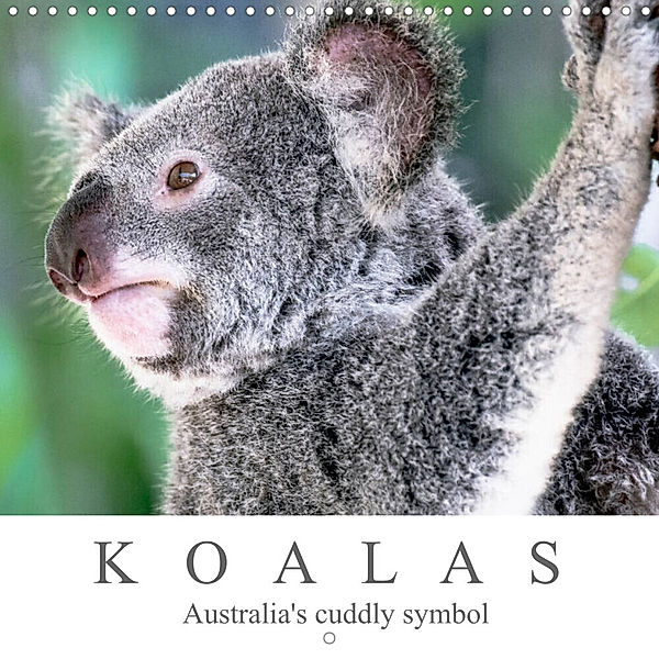 Koalas - Australia's cuddly symbol (Wall Calendar 2023 300 × 300 mm Square), Dieter Meyer