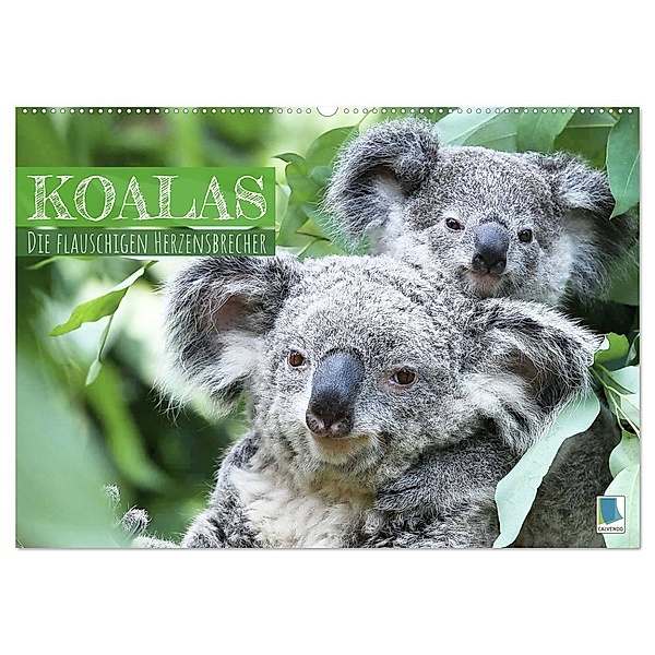 Koalas: die flauschigen Herzensbrecher (Wandkalender 2024 DIN A2 quer), CALVENDO Monatskalender, Calvendo