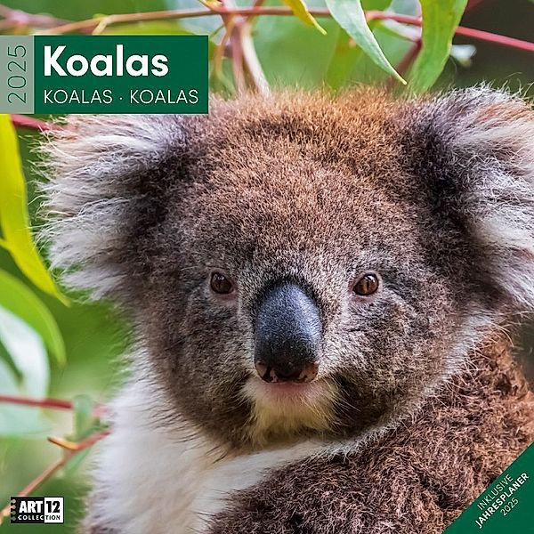 Koalas Kalender 2025 - 30x30, Ackermann Kunstverlag