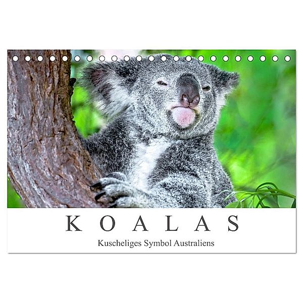 Koalas - Kuscheliges Symbol Australiens (Tischkalender 2024 DIN A5 quer), CALVENDO Monatskalender, Dieter Meyer