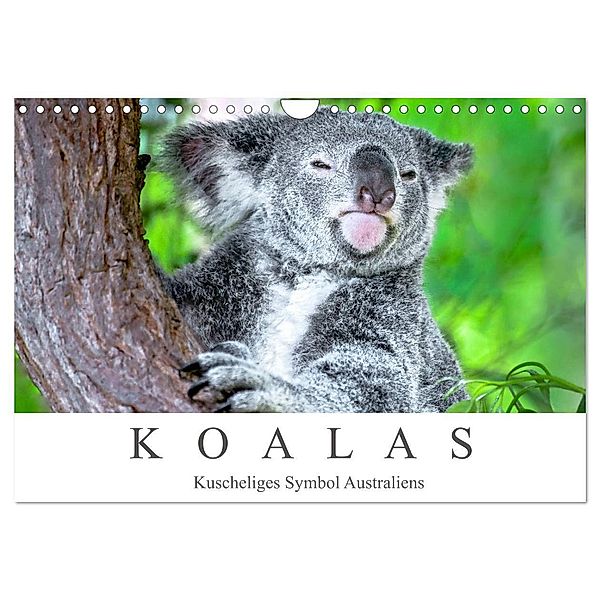 Koalas - Kuscheliges Symbol Australiens (Wandkalender 2024 DIN A4 quer), CALVENDO Monatskalender, Dieter Meyer