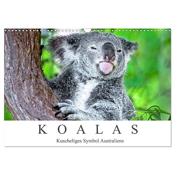 Koalas - Kuscheliges Symbol Australiens (Wandkalender 2024 DIN A3 quer), CALVENDO Monatskalender, Dieter Meyer