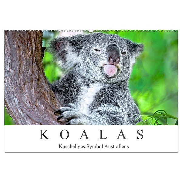 Koalas - Kuscheliges Symbol Australiens (Wandkalender 2024 DIN A2 quer), CALVENDO Monatskalender, Dieter Meyer