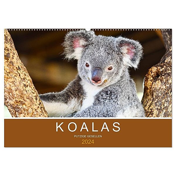 Koalas, putzige Gesellen (Wandkalender 2024 DIN A2 quer), CALVENDO Monatskalender, Robert Styppa