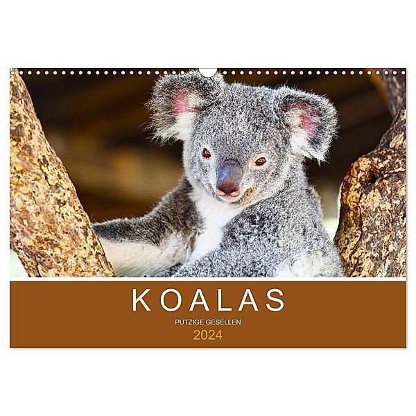 Koalas, putzige Gesellen (Wandkalender 2024 DIN A3 quer), CALVENDO Monatskalender, Robert Styppa