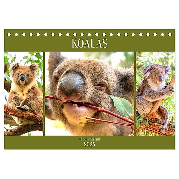 Koalas. Teddy-Alarm! (Tischkalender 2025 DIN A5 quer), CALVENDO Monatskalender, Calvendo, Rose Hurley
