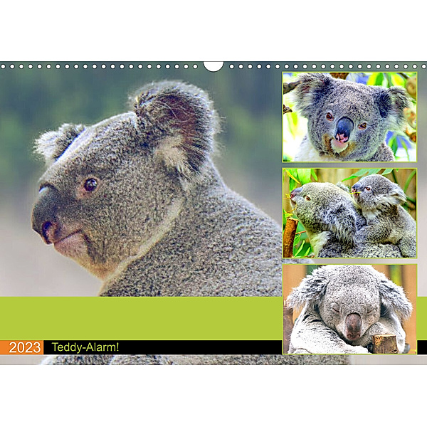 Koalas. Teddy-Alarm! (Wandkalender 2023 DIN A3 quer), Rose Hurley