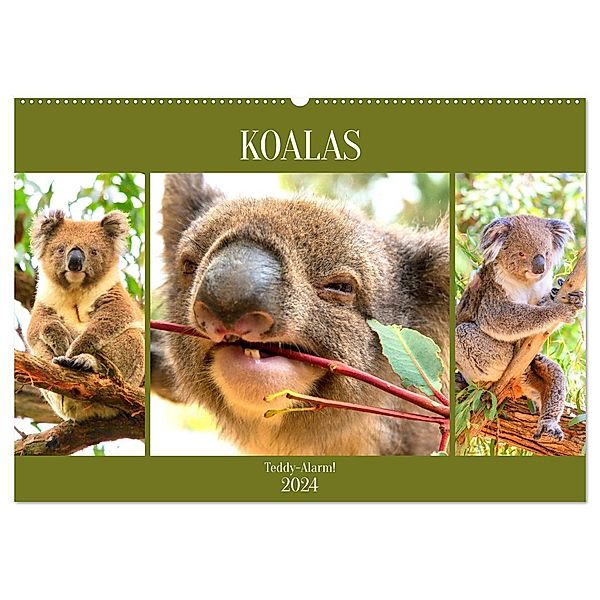 Koalas. Teddy-Alarm! (Wandkalender 2024 DIN A2 quer), CALVENDO Monatskalender, Rose Hurley