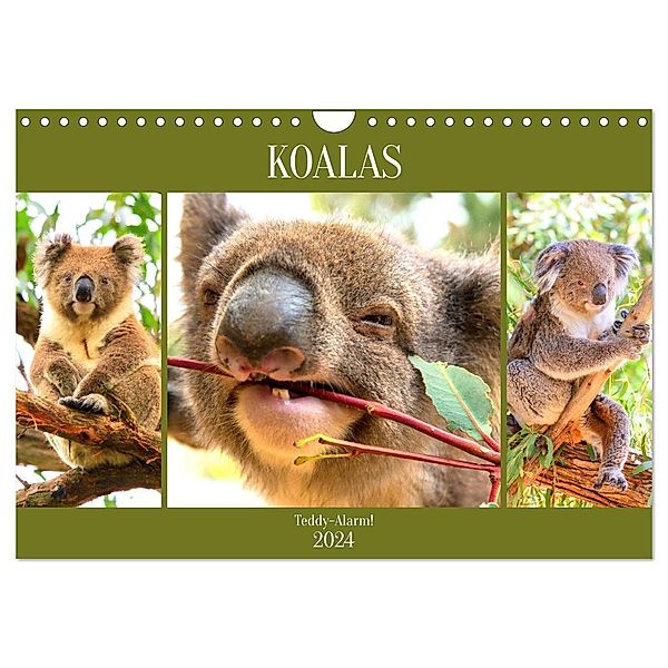 Koalas. Teddy-Alarm! (Wandkalender 2024 DIN A4 quer), CALVENDO Monatskalender, Rose Hurley