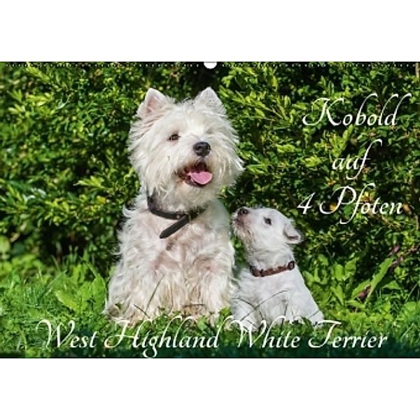 Kobold auf 4 Pfoten - West Highland White Terrier (Wandkalender 2017 DIN A2 quer), Sigrid Starick