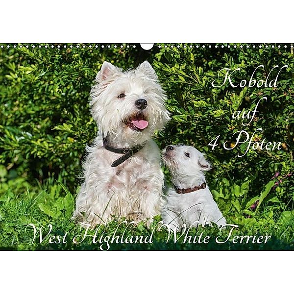 Kobold auf 4 Pfoten - West Highland White Terrier (Wandkalender 2017 DIN A3 quer), Sigrid Starick