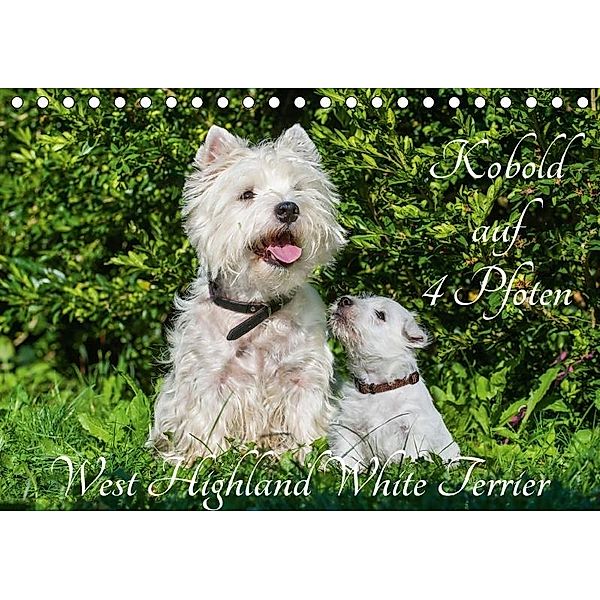 Kobold auf 4 Pfoten - West Highland White Terrier (Tischkalender 2017 DIN A5 quer), Sigrid Starick