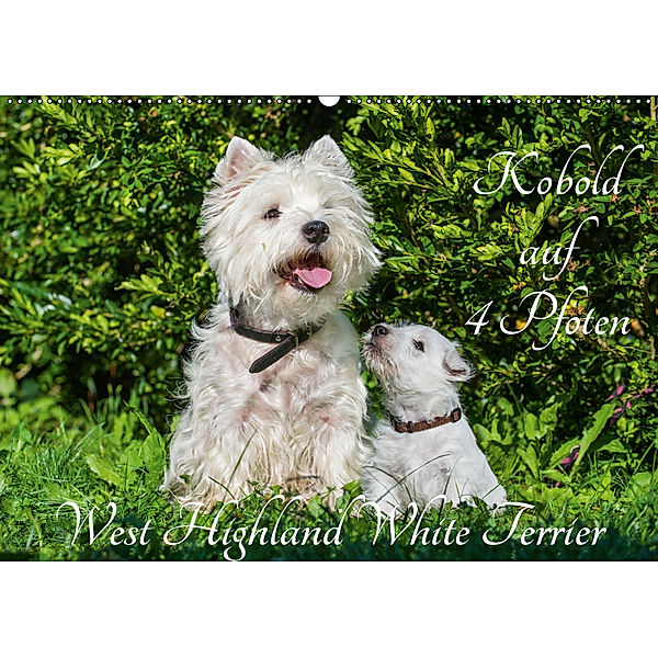 Kobold auf 4 Pfoten - West Highland White Terrier (Wandkalender 2019 DIN A2 quer), Sigrid Starick
