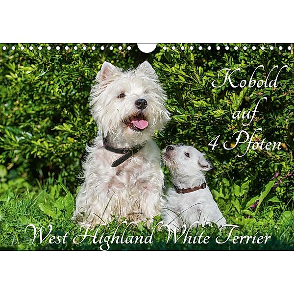 Kobold auf 4 Pfoten - West Highland White Terrier (Wandkalender 2020 DIN A4 quer), Sigrid Starick