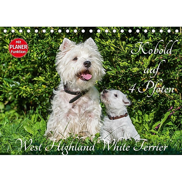 Kobold auf 4 Pfoten - West Highland White Terrier (Tischkalender 2021 DIN A5 quer), Sigrid Starick