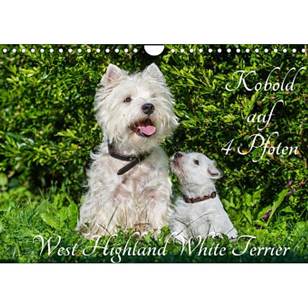 Kobold auf 4 Pfoten - West Highland White Terrier (Wandkalender 2022 DIN A4 quer), Sigrid Starick