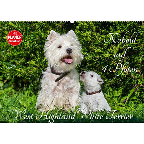 Kobold auf 4 Pfoten - West Highland White Terrier (Wandkalender 2023 DIN A2 quer), Sigrid Starick
