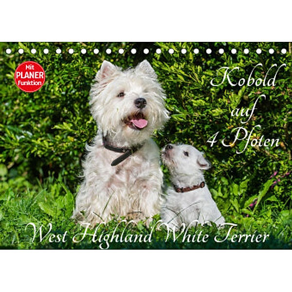 Kobold auf 4 Pfoten - West Highland White Terrier (Tischkalender 2023 DIN A5 quer), Sigrid Starick