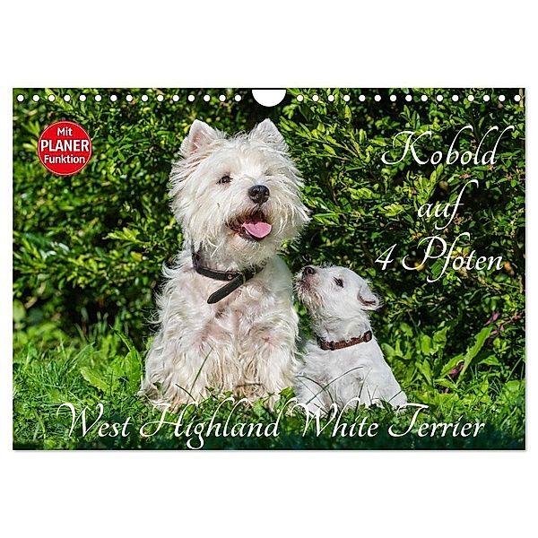 Kobold auf 4 Pfoten - West Highland White Terrier (Wandkalender 2024 DIN A4 quer), CALVENDO Monatskalender, Sigrid Starick