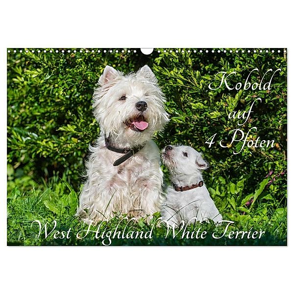 Kobold auf 4 Pfoten - West Highland White Terrier (Wandkalender 2024 DIN A3 quer), CALVENDO Monatskalender, Sigrid Starick