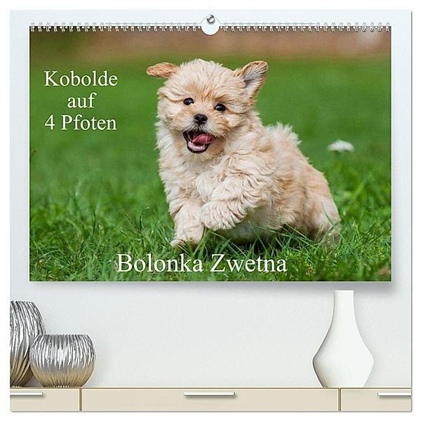 Kobolde auf 4 Pfoten - Bolonka Zwetna (hochwertiger Premium Wandkalender 2024 DIN A2 quer), Kunstdruck in Hochglanz, Sigrid Starick