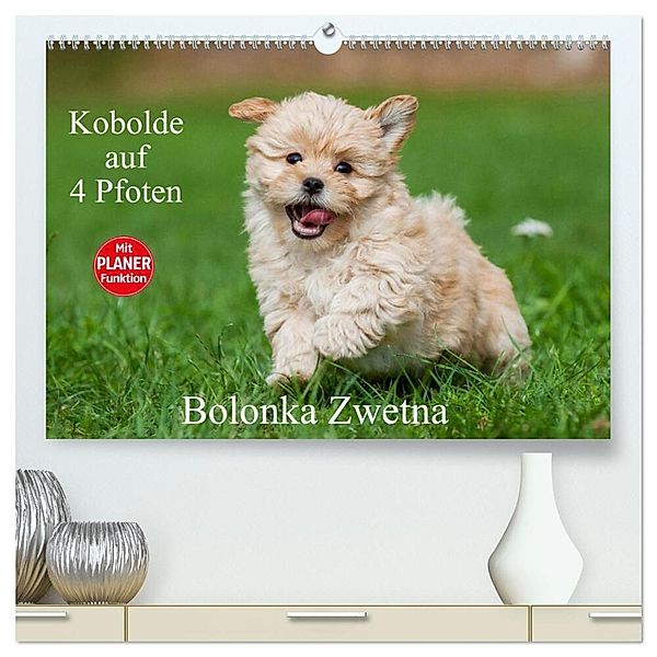 Kobolde auf 4 Pfoten - Bolonka Zwetna (hochwertiger Premium Wandkalender 2025 DIN A2 quer), Kunstdruck in Hochglanz, Calvendo, Sigrid Starick