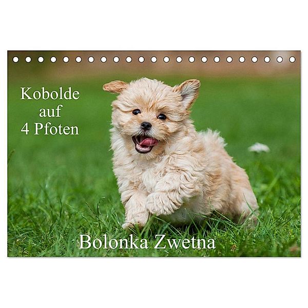 Kobolde auf 4 Pfoten - Bolonka Zwetna (Tischkalender 2025 DIN A5 quer), CALVENDO Monatskalender, Calvendo, Sigrid Starick