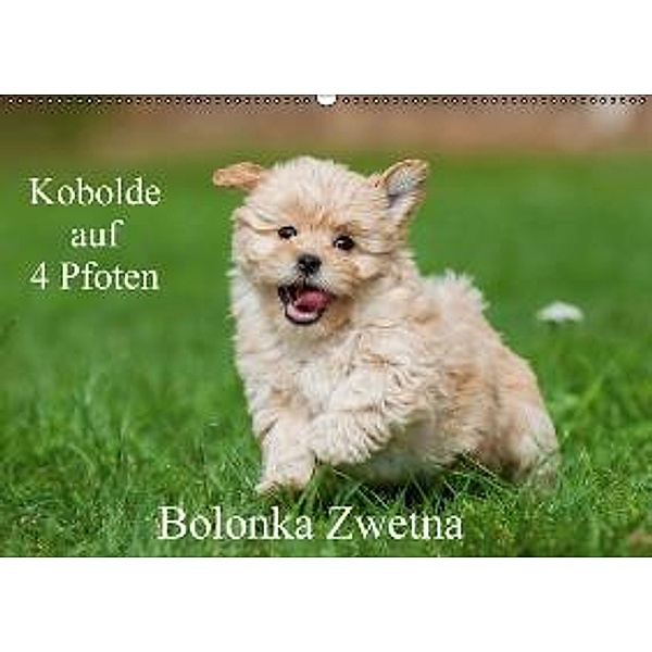 Kobolde auf 4 Pfoten - Bolonka Zwetna (Wandkalender 2016 DIN A2 quer), Sigrid Starick