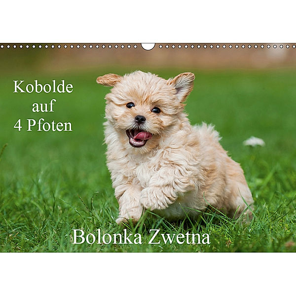 Kobolde auf 4 Pfoten - Bolonka Zwetna (Wandkalender 2019 DIN A3 quer), Sigrid Starick
