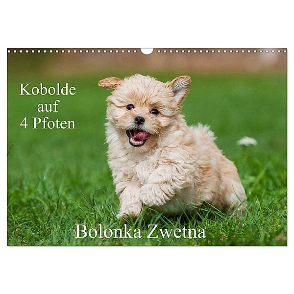 Kobolde auf 4 Pfoten - Bolonka Zwetna (Wandkalender 2024 DIN A3 quer), CALVENDO Monatskalender, Sigrid Starick