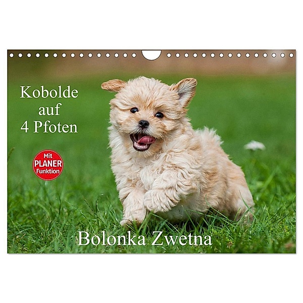 Kobolde auf 4 Pfoten - Bolonka Zwetna (Wandkalender 2024 DIN A4 quer), CALVENDO Monatskalender, Sigrid Starick