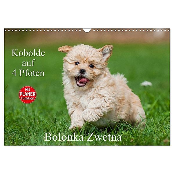 Kobolde auf 4 Pfoten - Bolonka Zwetna (Wandkalender 2025 DIN A3 quer), CALVENDO Monatskalender, Calvendo, Sigrid Starick