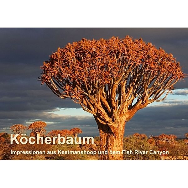 Köcherbaum - Quiver tree - Kokerboom (Tischaufsteller DIN A5 quer), Gerald Wolf