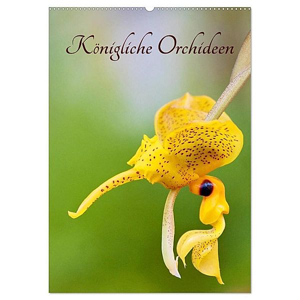 Königliche Orchideen (Wandkalender 2024 DIN A2 hoch), CALVENDO Monatskalender, Clemens Stenner