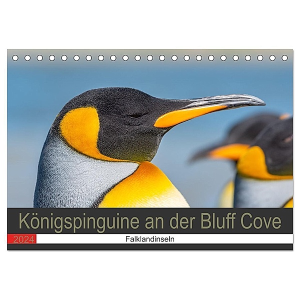Königspinguine an der Bluff Cove (Tischkalender 2024 DIN A5 quer), CALVENDO Monatskalender, Norbert W. Saul