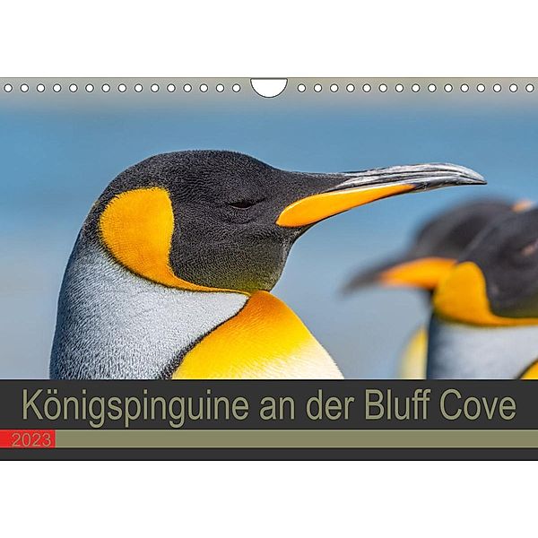 Königspinguine an der Bluff Cove (Wandkalender 2023 DIN A4 quer), Norbert W. Saul