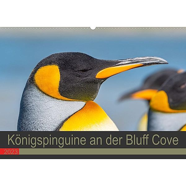 Königspinguine an der Bluff Cove (Wandkalender 2023 DIN A2 quer), Norbert W. Saul