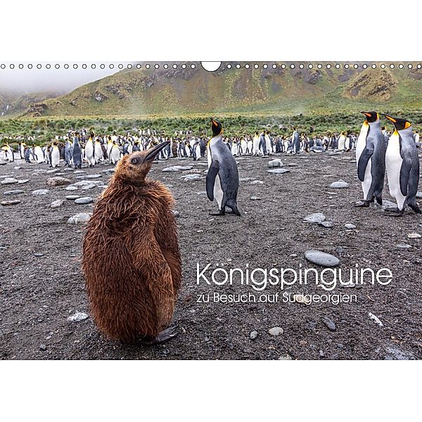 Königspinguine - zu Besuch auf Südgeorgien (Wandkalender 2021 DIN A3 quer), Michael Altmaier