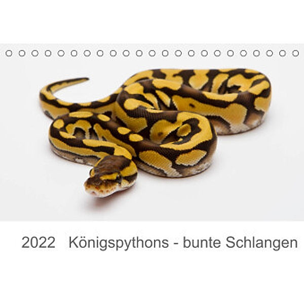 Königspythons - bunte Schlangen (Tischkalender 2022 DIN A5 quer), Werner Lang