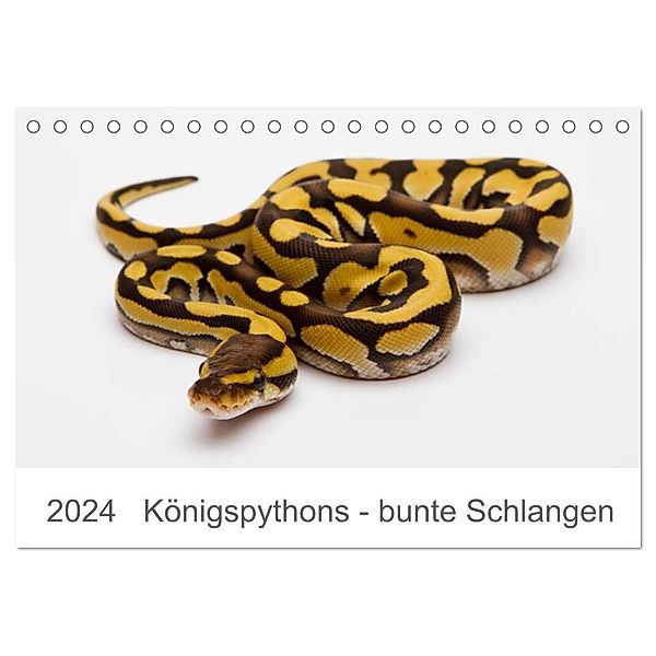Königspythons - bunte Schlangen (Tischkalender 2024 DIN A5 quer), CALVENDO Monatskalender, Werner Lang